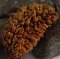 42mm One Mukhi